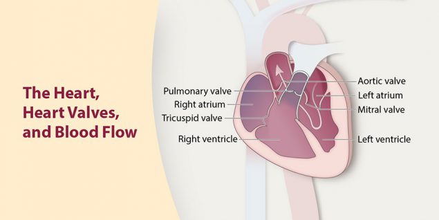 BMV, ASD, PDA Treatment in Pune